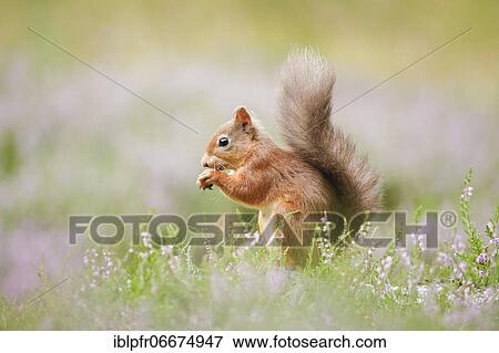 Stock Photo - Red Squirrel (Sciurus vulgaris). Fotosearch