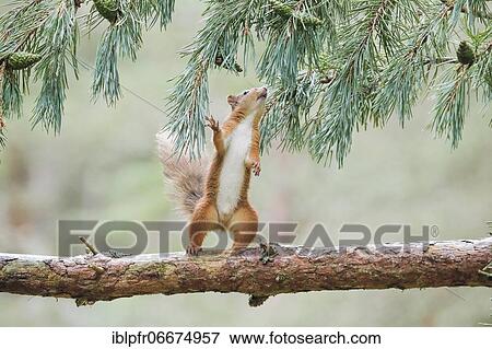 Red Squirrel (Sciurus vulgaris) View Large Photo Image Stock Photo - Red Squirrel (Sciurus vulgaris). Fotosearch