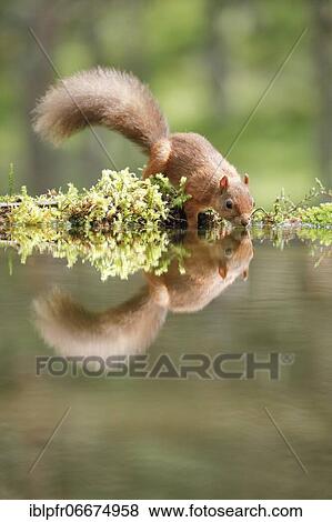 Red Squirrel (Sciurus vulgaris) View Large Photo Image Stock Photo - Red Squirrel (Sciurus vulgaris). Fotosearch