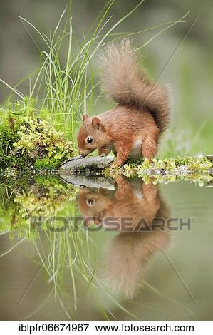 Red Squirrel (Sciurus vulgaris) View Large Photo Image Stock Photo - Red Squirrel (Sciurus vulgaris). Fotosearch