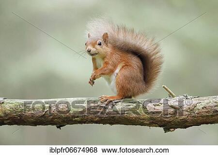 Red Squirrel (Sciurus vulgaris) View Large Photo Image Stock Photo - Red Squirrel (Sciurus vulgaris). Fotosearch