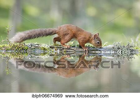 Red Squirrel (Sciurus vulgaris) View Large Photo Image Stock Photo - Red Squirrel (Sciurus vulgaris). Fotosearch