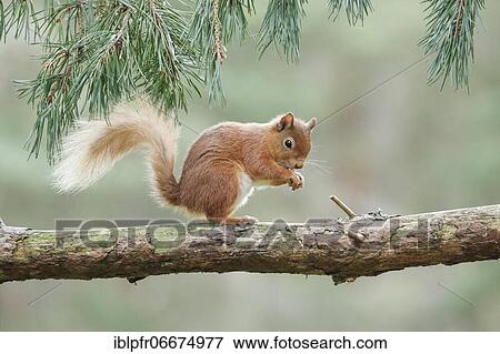 Red Squirrel (Sciurus vulgaris) View Large Photo Image Stock Photo - Red Squirrel (Sciurus vulgaris). Fotosearch