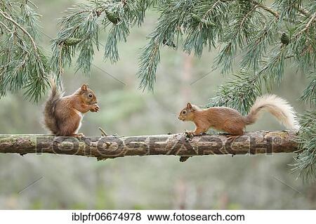 Red Squirrel (Sciurus vulgaris) View Large Photo Image Stock Photo - Red Squirrel (Sciurus vulgaris). Fotosearch