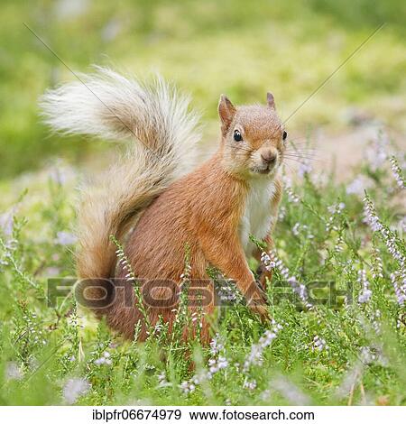 Red Squirrel (Sciurus vulgaris) View Large Photo Image Stock Photo - Red Squirrel (Sciurus vulgaris). Fotosearch