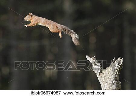 Red Squirrel (Sciurus vulgaris) View Large Photo Image Stock Photo - Red Squirrel (Sciurus vulgaris). Fotosearch