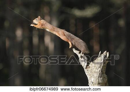 Stock Photo - Red Squirrel (Sciurus vulgaris). Fotosearch