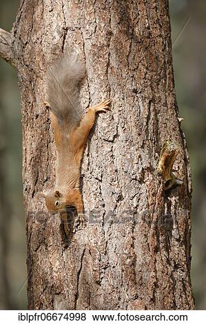 Red Squirrel (Sciurus vulgaris) View Large Photo Image Stock Photo - Red Squirrel (Sciurus vulgaris). Fotosearch