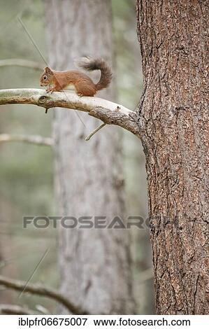 Red Squirrel (Sciurus vulgaris) View Large Photo Image Stock Photo - Red Squirrel (Sciurus vulgaris). Fotosearch