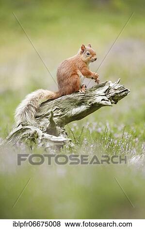 Stock Photo - Red Squirrel (Sciurus vulgaris). Fotosearch