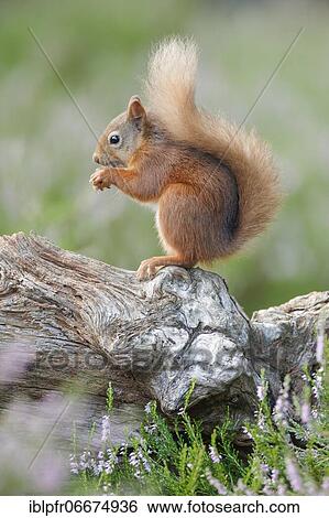 Red Squirrel (Sciurus vulgaris) View Large Photo Image Stock Photograph - Red Squirrel (Sciurus vulgaris). Fotosearch