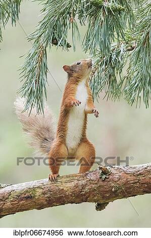 Red Squirrel (Sciurus vulgaris) View Large Photo Image Stock Photograph - Red Squirrel (Sciurus vulgaris). Fotosearch