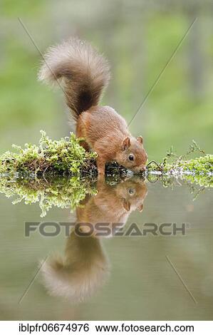 Red Squirrel (Sciurus vulgaris) View Large Photo Image Stock Photograph - Red Squirrel (Sciurus vulgaris). Fotosearch