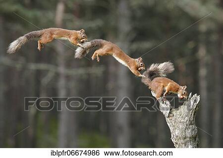 Red Squirrel (Sciurus vulgaris) View Large Photo Image Stock Photograph - Red Squirrel (Sciurus vulgaris). Fotosearch