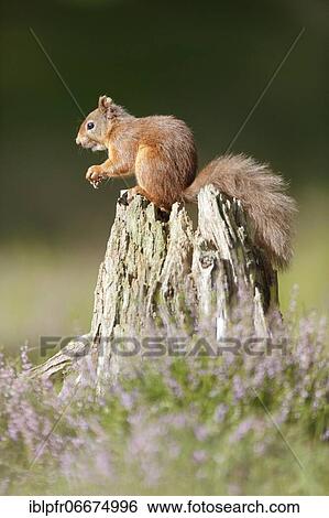 Red Squirrel (Sciurus vulgaris) View Large Photo Image Stock Photograph - Red Squirrel (Sciurus vulgaris). Fotosearch