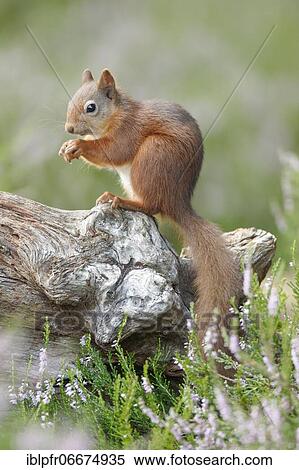 Stock Photography - Red Squirrel (Sciurus vulgaris). Fotosearch