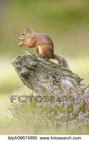 Red Squirrel (Sciurus vulgaris) View Large Photo Image Stock Photography - Red Squirrel (Sciurus vulgaris). Fotosearch