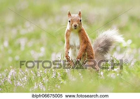 Stock Photography - Red Squirrel (Sciurus vulgaris). Fotosearch