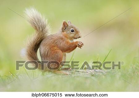Stock Photography - Red Squirrel (Sciurus vulgaris). Fotosearch