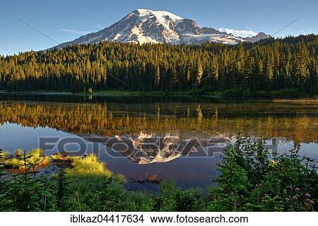 Reflection of Mount Rainier in Reflection Lake, Mount Rainier National Park, Cascade Range, Washington, Pacific Northwest, USA, North America View Large Photo Image Picture - Reflection of Mount Rainier in Reflection Lake, Mount Rainier National Park, Cascade Range, Washington, Pacific Northwest, USA, North America. Fotosearch