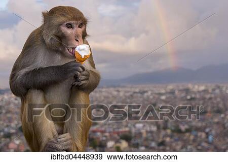 Rhesus macaque (Macaca mulatta) eating ice cream at Swayambhunath Temple, view of houses in city, rainbow behind, Kathmandu, Kathmandu District, Nepal, Asia View Large Photo Image Stock Photo - Rhesus macaque (Macaca mulatta) eating ice cream at Swayambhunath Temple, view of houses in city, rainbow behind, Kathmandu, Kathmandu District, Nepal, Asia. Fotosearch