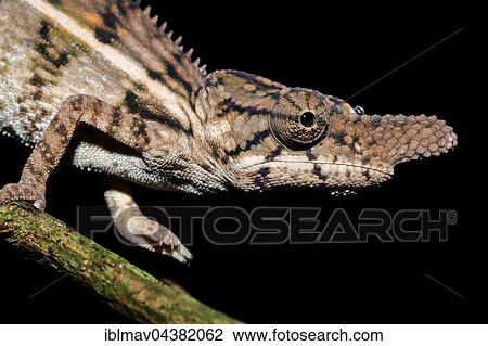 Rhino chameleon (Furcifer rhinoceratus), male, Ankarafantsika National Park, Boeny, Madagascar, Africa View Large Photo Image Stock Image - Rhino chameleon (Furcifer rhinoceratus), male, Ankarafantsika National Park, Boeny, Madagascar, Africa. Fotosearch