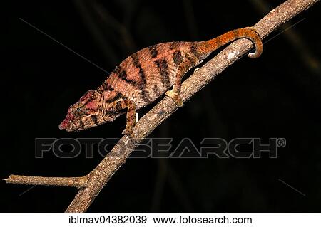 Rhino chameleon (Furcifer rhinoceratus), female, Ankarafantsika National Park, Boeny, Madagascar, Africa View Large Photo Image Stock Photo - Rhino chameleon (Furcifer rhinoceratus), female, Ankarafantsika National Park, Boeny, Madagascar, Africa. Fotosearch