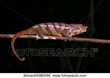Rhino chameleon (Furcifer rhinoceratus), female, Ankarafantsika National Park, Boeny, Madagascar, Africa View Large Photo Image Stock Photograph - Rhino chameleon (Furcifer rhinoceratus), female, Ankarafantsika National Park, Boeny, Madagascar, Africa. Fotosearch
