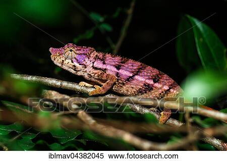 Rhino chameleon (Furcifer rhinoceratus), female, Ankarafantsika National Park, Boeny, Madagascar, Africa View Large Photo Image Stock Photography - Rhino chameleon (Furcifer rhinoceratus), female, Ankarafantsika National Park, Boeny, Madagascar, Africa. Fotosearch
