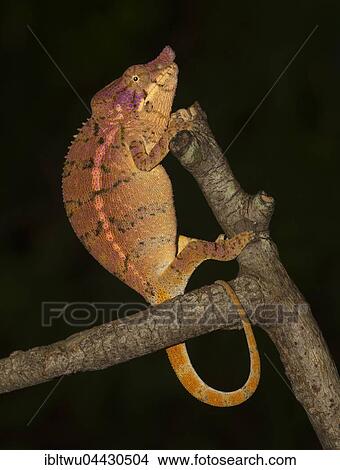 Picture - Rhinoceros chameleon (Furcifer rhinoceratus), female on branch, Ankarafantsika National Park, Western Madagascar, Madagascar, Africa. Fotosearch