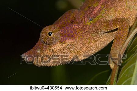 Rhinoceros chameleon (Furcifer rhinoceratus), female, portrait, Ankarafantsika National Park, Western Madagascar, Madagascar, Africa View Large Photo Image Picture - Rhinoceros chameleon (Furcifer rhinoceratus), female, portrait, Ankarafantsika National Park, Western Madagascar, Madagascar, Africa. Fotosearch