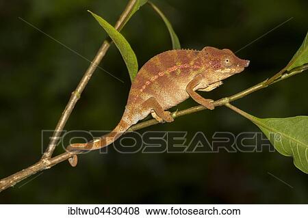 Stock Photo - Rhinoceros chameleon (Furcifer rhinoceratus), female on branch, Ankarafantsika National Park, Western Madagascar, Madagascar, Africa. Fotosearch