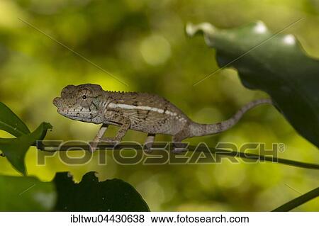 Rhinoceros chameleon (Furcifer rhinoceratus), juvenile, male, rare, Ankarafantsika National Park, Western Madagascar, Madagascar, Africa View Large Photo Image Stock Photo - Rhinoceros chameleon (Furcifer rhinoceratus), juvenile, male, rare, Ankarafantsika National Park, Western Madagascar, Madagascar, Africa. Fotosearch
