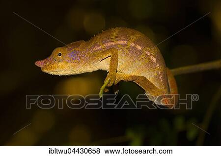 Stock Photo - Rhinoceros chameleon (Furcifer rhinoceratus), female, Ankarafantsika National Park, Western Madagascar, Madagascar, Africa. Fotosearch