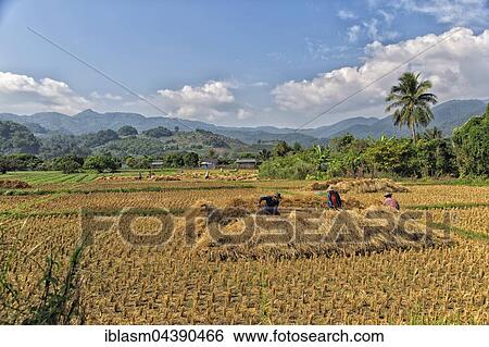 Rice harvest, Abgeerntetes Rice Field, rice paddies, Chiang Rai Province, Thailand, Asia View Large Photo Image Stock Photograph - Rice harvest, Abgeerntetes Rice Field, rice paddies, Chiang Rai Province, Thailand, Asia. Fotosearch