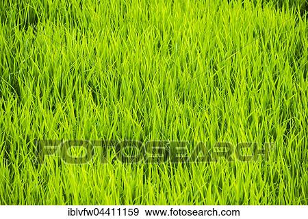 Rice (Oryza sp. ) plants, green paddy field, rice cultivation, Vietnam, Asia View Large Photo Image Stock Photo - Rice (Oryza sp. ) plants, green paddy field, rice cultivation, Vietnam, Asia. Fotosearch