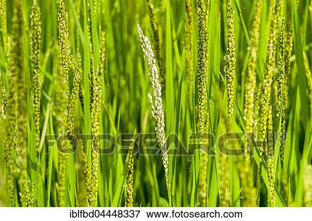 Stock Photo - Rice panicles are growing high, Pame, Kaski District, Nepal, Asia. Fotosearch