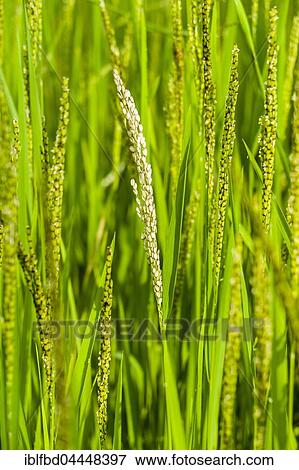Stock Photo - Rice panicles are growing high, Pame, Kaski District, Nepal, Asia. Fotosearch