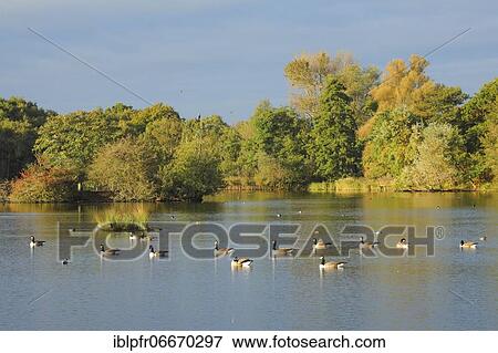 Stock Photo - Richmond Park, England, Great Britain. Fotosearch