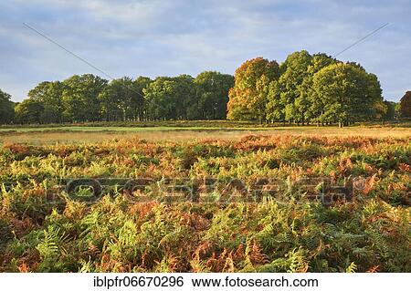 Richmond Park, London, England, United Kingdom, Europe View Large Photo Image Stock Photograph - Richmond Park, London, England, United Kingdom, Europe. Fotosearch