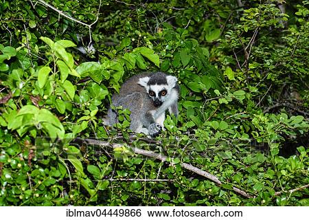 Stock Photograph - Ring-tailed lemur (Lemur catta) in tree, Anja Community Reserve, Madagascar, Africa. Fotosearch