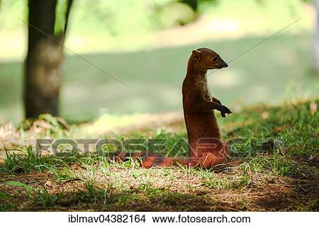 Ring-tailed mongoose (Galidia elegans), Amber Mountain National Park, northern Madagascar, Madagascar, Africa View Large Photo Image Picture - Ring-tailed mongoose (Galidia elegans), Amber Mountain National Park, northern Madagascar, Madagascar, Africa. Fotosearch
