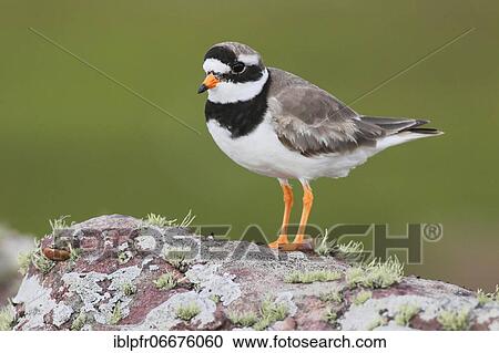 Ringed plover (Charadrius hiaticula), Ringed plover View Large Photo Image Stock Image - Ringed plover (Charadrius hiaticula), Ringed plover. Fotosearch