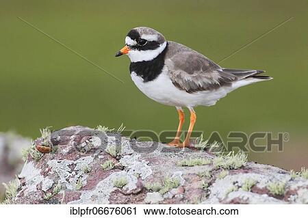 Ringed plover (Charadrius hiaticula), Ringed plover View Large Photo Image Stock Image - Ringed plover (Charadrius hiaticula), Ringed plover. Fotosearch