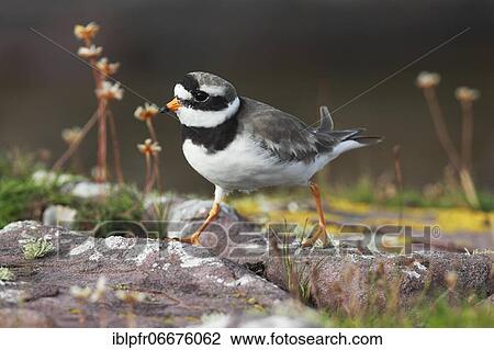 Ringed plover (Charadrius hiaticula), Ringed plover View Large Photo Image Stock Image - Ringed plover (Charadrius hiaticula), Ringed plover. Fotosearch