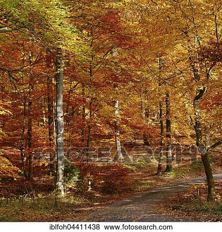 Road through beech forest (Fagus sylvatica) with autumn colors, fall foliage, Briedern, Rhineland-Palatinate, Germany, Europe View Large Photo Image Stock Photo - Road through beech forest (Fagus sylvatica) with autumn colors, fall foliage, Briedern, Rhineland-Palatinate, Germany, Europe. Fotosearch