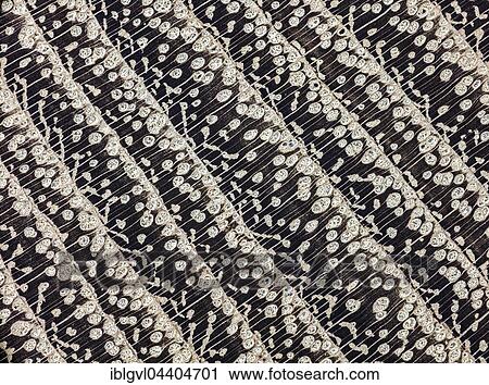 Robinia, Robinia wood, polished, cross section of the trunk, photomicrograph, doubled in size, incident light View Large Photo Image Stock Image - Robinia, Robinia wood, polished, cross section of the trunk, photomicrograph, doubled in size, incident light. Fotosearch