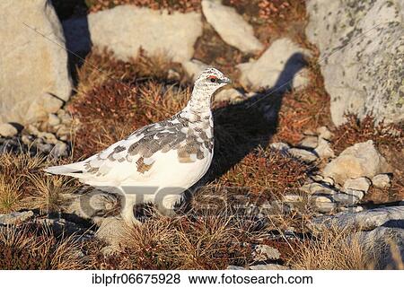 Rock Ptarmigan (Lagopus muta), adult male in winter plumage in the mountains at the Niederhorn, Bernese Oberland, Switzerland, Europe View Large Photo Image Stock Photo - Rock Ptarmigan (Lagopus muta), adult male in winter plumage in the mountains at the Niederhorn, Bernese Oberland, Switzerland, Europe. Fotosearch