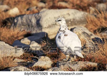 Stock Photograph - Rock Ptarmigan (Lagopus muta), adult male in winter plumage in the mountains at the Niederhorn, Bernese Oberland, Switzerland, Europe. Fotosearch