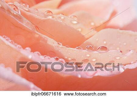 Stock Photograph - Rose. Fotosearch
